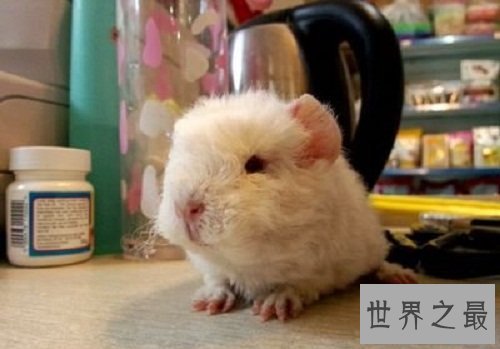 荷兰猪怎么养？入门级攻略全方位介绍！