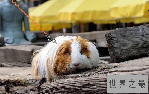 荷兰猪怎么养？入门级攻略全方位介绍！