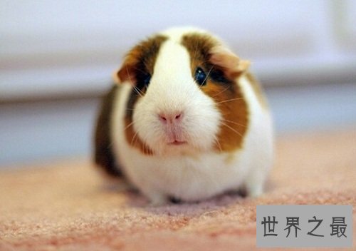 荷兰猪怎么养？入门级攻略全方位介绍！