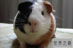 荷兰猪怎么养？入门级攻略全方位介绍！