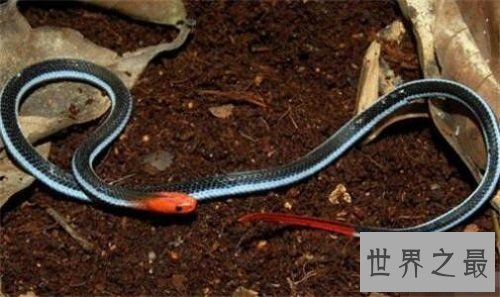 蓝长腺珊瑚蛇致命之美，东南亚最毒的蛇！