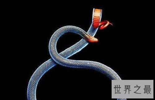 蓝长腺珊瑚蛇致命之美，东南亚最毒的蛇！