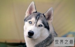 西伯利亚雪橇犬原来是哈士奇，这二货学名那么高级的！