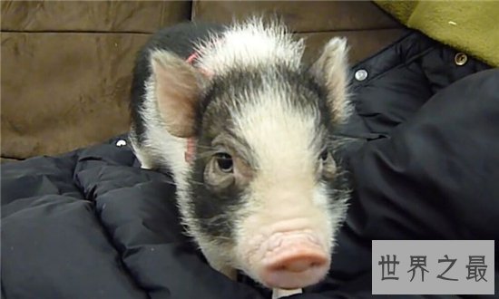 茶杯猪可长到三十公斤，喜欢清洁可当做宠物饲养