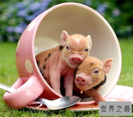 茶杯猪可长到三十公斤，喜欢清洁可当做宠物饲养