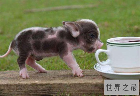 茶杯猪可长到三十公斤，喜欢清洁可当做宠物饲养
