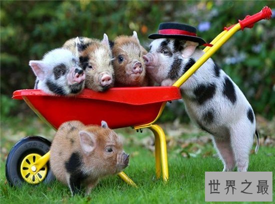 茶杯猪可长到三十公斤，喜欢清洁可当做宠物饲养