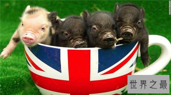 茶杯猪可长到三十公斤，喜欢清洁可当做宠物饲养