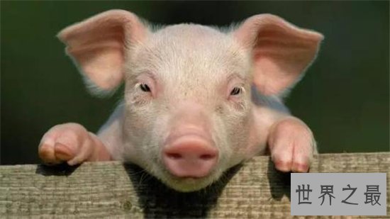 茶杯猪可长到三十公斤，喜欢清洁可当做宠物饲养
