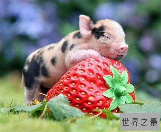 茶杯猪可长到三十公斤，喜欢清洁可当做宠物饲养