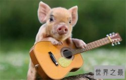 茶杯猪可长到三十公斤，喜欢清洁可当做宠物饲养