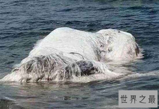 南非海怪浑身长满白毛，根据描述几乎确定是长毛鱼
