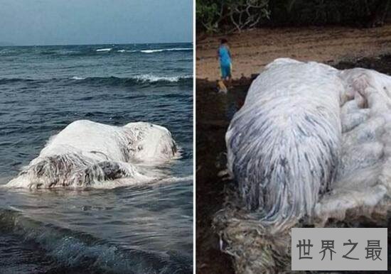 南非海怪浑身长满白毛，根据描述几乎确定是长毛鱼