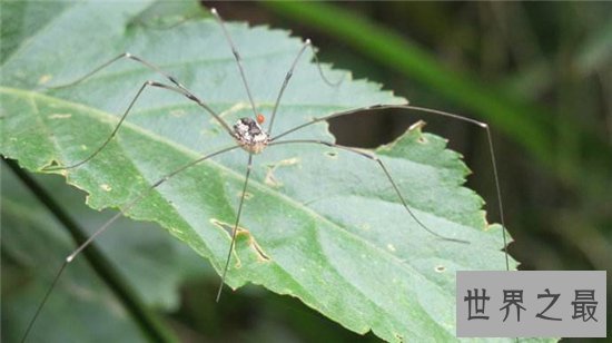 幽灵蛛强悍对抗2米长大蛇，看起来瘦小却实力强大