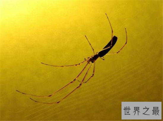 幽灵蛛强悍对抗2米长大蛇，看起来瘦小却实力强大