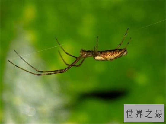 幽灵蛛强悍对抗2米长大蛇，看起来瘦小却实力强大