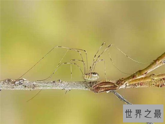 幽灵蛛强悍对抗2米长大蛇，看起来瘦小却实力强大