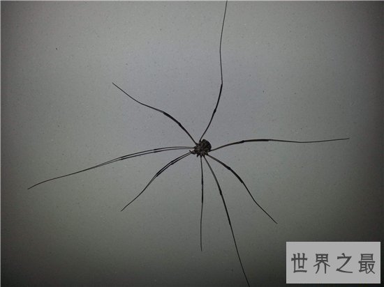 幽灵蛛强悍对抗2米长大蛇，看起来瘦小却实力强大