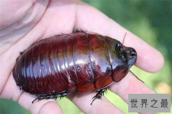伪死人头蟑螂被当宠物饲养，面部背部长似一张人脸