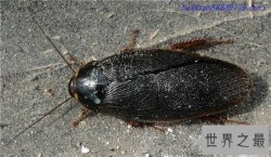 伪死人头蟑螂被当宠物饲养，面部背部长似一张人脸