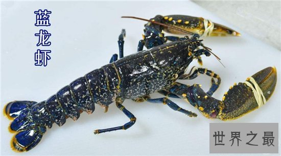 蓝色龙虾成长慢口感好，比普通龙虾还要鲜嫩美味