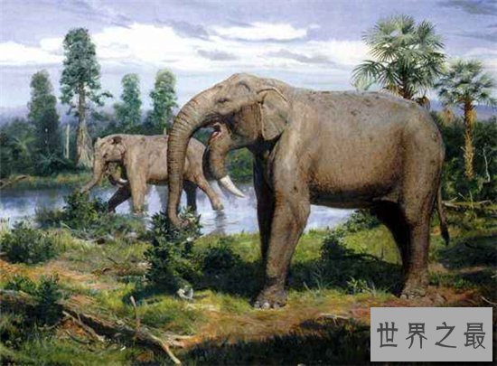 恐象堪称最大的陆生哺乳动物，比猛犸象更高更重