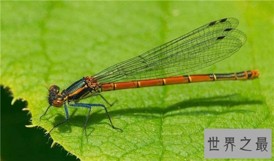 鬼蜻蜓具有两万多只眼睛，会发出轰炸机一般的声音