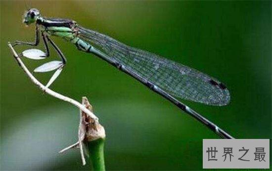 鬼蜻蜓具有两万多只眼睛，会发出轰炸机一般的声音