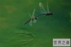 鬼蜻蜓具有两万多只眼睛，会发出轰炸机一般的声音