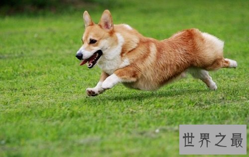 威尔士柯基犬犬中新贵，英国王室的专宠！