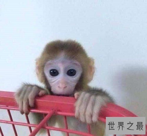 日本袖珍石猴脾性最猛的它,饲养须知很危险!