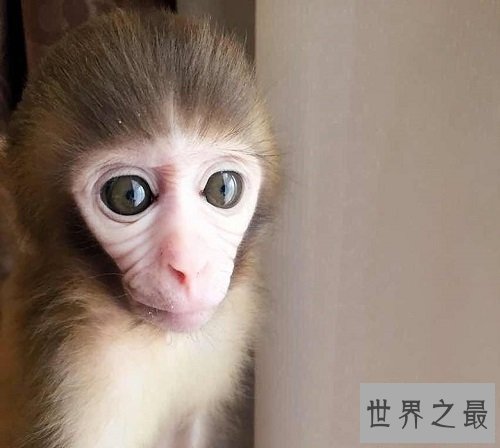 日本袖珍石猴脾性最猛的它,饲养须知很危险!