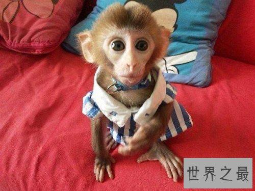 日本袖珍石猴脾性最猛的它,饲养须知很危险!