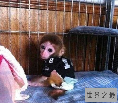 日本袖珍石猴脾性最猛的它,饲养须知很危险!