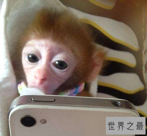 日本袖珍石猴脾性最猛的它,饲养须知很危险!