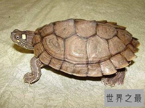 地图龟是什么？世界上最特别的龟类！