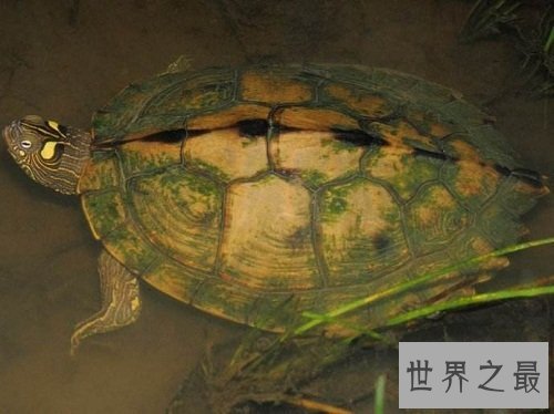 地图龟是什么？世界上最特别的龟类！