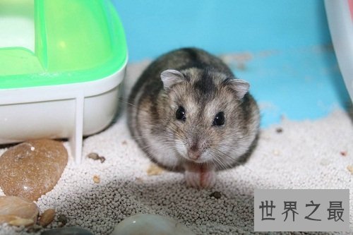 三线仓鼠小呆萌有个性，养宠注意事项大赠送！