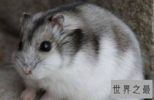 三线仓鼠小呆萌有个性，养宠注意事项大赠送！