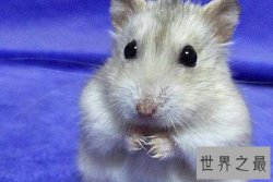 三线仓鼠小呆萌有个性，养宠注意事项大赠送！