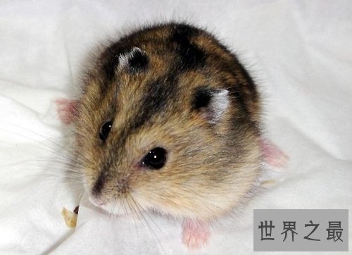 三线仓鼠小呆萌有个性，养宠注意事项大赠送！