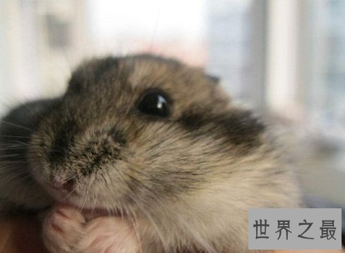 三线仓鼠小呆萌有个性，养宠注意事项大赠送！