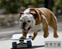 英国斗牛犬很难养？饲养最全攻略为你排忧解难！