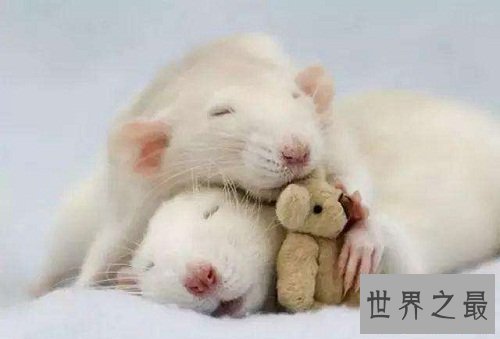 仓鼠怎么养最好？详细版攻略助你轻松养萌宠！