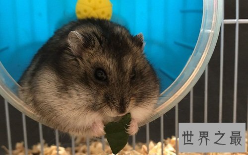 仓鼠怎么养最好？详细版攻略助你轻松养萌宠！