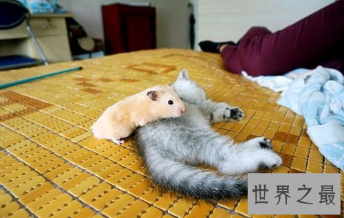 仓鼠怎么养最好？详细版攻略助你轻松养萌宠！