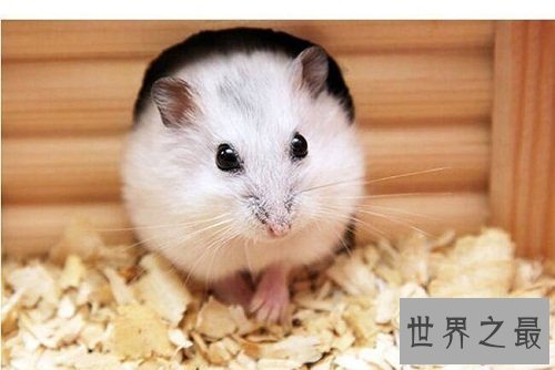 仓鼠怎么养最好？详细版攻略助你轻松养萌宠！