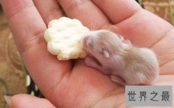 仓鼠怎么养最好？详细版攻略助你轻松养萌宠！