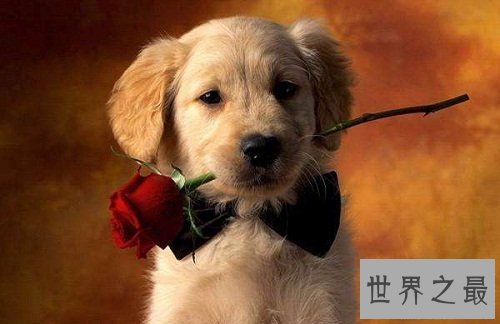 金毛寻回犬，世界上最会游泳的犬种！