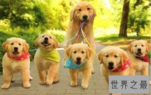 金毛寻回犬，世界上最会游泳的犬种！